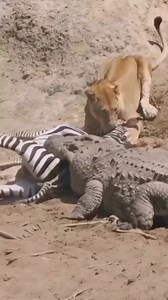 2.1K views · 11 reactions | Join us on a safari trip and immerse yourself in the pure wildlife of the African savannah. Discover the beauty and drama of nature up close. 女  Book your adventure now and let the wild awaken your soul!  https://kim.tours/safaris-tours/wildebeests-migration | Kim.tours | Facebook