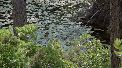 Tropical.Inferno.1978.720p.rm.musa72