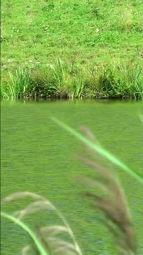 Crickets - Chrip Sounds #naturesounds #crickets #chirp