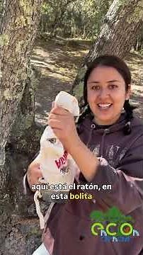 Manejando ratones silvestres 🫶🐁♥️ #biologia #naturaleza #faunamexicana #ecologia #biólogos