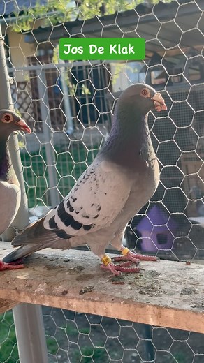 249 reactions · 59 shares | O super pereche 100% Jos De Klak. ️#pigeons #racingpigeons #cestpharma #fyp #petreastarspigeons #porumbei #romania #foryou #josdeklak | Petrea Stars Pigeons | Facebook