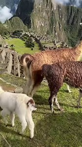 Llamas en Machu Picchu 🇵🇪 | Machu Picchu - Peru