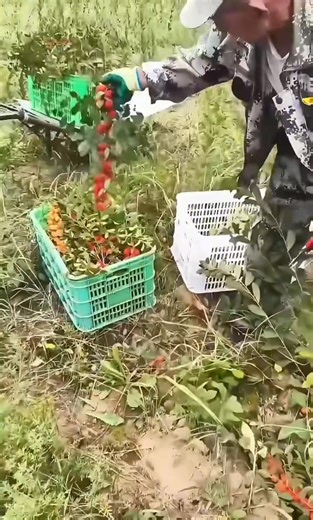 10K views · 18 reactions | Harvesting tasty and nutritious prunus humilis. | Charity Bisteroso | Facebook