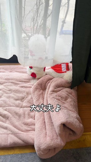ディちゃんの腸閉塞疑い、エコー検査結果