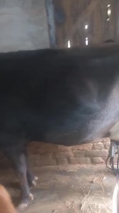 8082403053 Kashmiri Jersey milking cow 2nd lactation with 3months male calf 1month 10days before AI Pregnant milk 20ltr 19lt garantee Location sopore bypass #floorplan #outfit #america #ontario #outdoors #BOOMchallenge #midwest #imported | Land of Kashmir