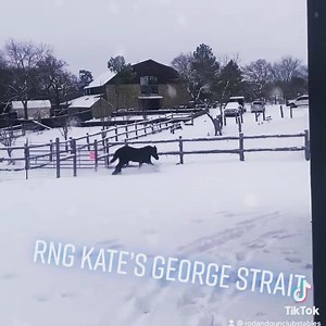 RNG George Strait Sire: GG Latchos Shadow Dam: GG Kiss Me Kate Enjoying our record breaking weather in Oklahoma. | Horse Vanner Club