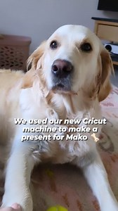 12 reactions | Never used a Cricut machine before? Stop scrolling and...