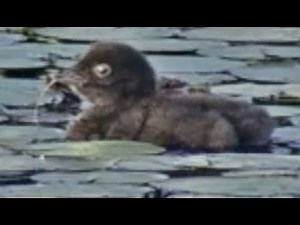 July21 Loon Chick's First Swim