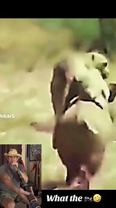 Hitchhikers on a turbo charged pig #funnymoments #monkeysmart #cockatoo #didgeridoo #remix #funnyreels #wildlife #comedy | Gettin Didgee