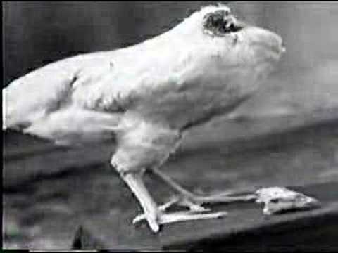 Headless Chicken Lives