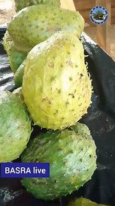 1.7K views · 15 reactions | BASRA FRUITS ============ Le corossol: Dans la médecine traditionnelle à base de plantes, le fruit et les feuilles de l'arbre sont utilisés pour soulager les troubles digestifs | 푩풂풔풓풂 푳풊풗풆 | Facebook