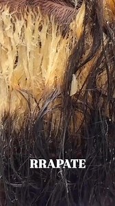 Madre #oliverflorido #Rapate | Oliver florido