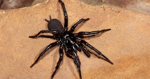 Largest Recorded Male Funnel Web Spider Ever Has A Thor Sized Name