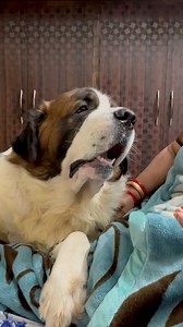 362K views · 15K reactions | Dantto padd gayi tyzuu ko bhyii❤️刺Mummy ko manane ki puri koshish奈 #viralreelsfb #trendingreels #funnyreels #giantdogs #cute #dogsofinstagram #funnyanimals #cutedogs #trendingvideo #cutenessoverload | Tyzuuu | Facebook