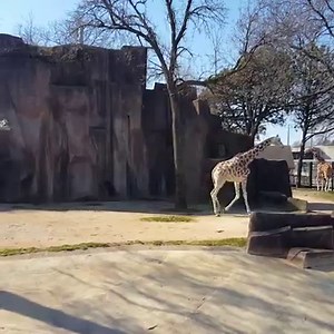 163K views · 7.5K reactions | The ☀️ is out, giraffes are out. : Katie, Pachyderm Zookeeper | Milwaukee County Zoo | Facebook