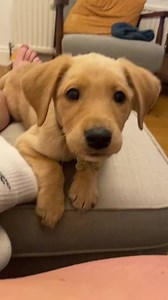 Getting more sassy by the day #dogs #dogsofttiktok #justababy #puppiesoftiktok #labradorpuppy #labrador #dog #puppytiktok #puppies #puppy #chomp #chomper #sassy #sassydog #chomping | Dogs Society
