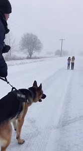 5.1K views · 12 reactions | "The K9 unit, a German Shepherd named...