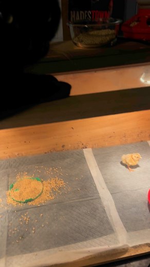 The baby serama has its own security system…..or not. The hard part about hatching seramas is that they are super sensitive. My incubator was not cooperative with this batch and I only had 1 baby hatch 🐣 | Little Chubby Acres hog farm