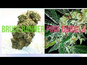 PINK GORILLA or BRUCE BANNER REVIEW HazeWay