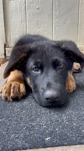 Did you know that puppies have more hiccups than adult dogs because their excitement and exertion causes them to ingest more air? While perfectly normal, if you want to prevent them, try slowing down their eating and drinking. Belly rubs can also help! 🥰 | Nulo Pet Food