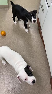 The Buddy Foundation on Reels