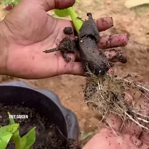 107K views · 2.8K reactions | Technique for propagating bananas tree from banana fruit super fast growth 100% | Tree Garden | Facebook