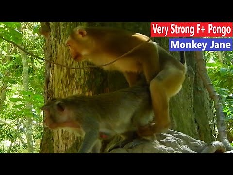 Wow..!! Monkey Jane Today And Pongo Monkey Did Good Enough Strong, Let See Now