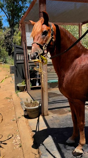 JOR Personal getting a treat for great behavior. #caballosperú #peruvianhorsebreed #peruvianhorses #caballosperuanosdepaso #peruvianhorse #peruvianpasohorse #gaitedhorse | Jody Hamaker Childs