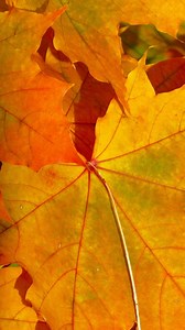 1K views · 23 reactions | A little grapefruit gel cleanser tubing ASMR. ✨ #SoundOn  #NaturallyCanadian Un peu d’ASMR-conditionnement de nos nettoyants pamplemousse. ✨ #NaturellementCanadien | The Green Beaver Company | Facebook