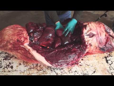 Proper Shot Placement on a Black Bear