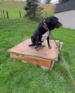 Luna working on her place command with outside distractions #masondixonk9 #boardandtrain #mdk9boarding #mdk9training #localdogtrainer #marylanddogtrainer #balancedtrainer #mdk9 | Mason Dixon K9