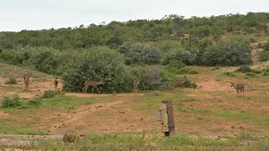 Nyala Antelope Nature Reserve Addo Elephant: стоковое видео (без лицензионных платежей), 1090781343 | Shutterstock