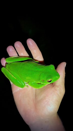 285K views · 6.3K reactions | #australia #yoink #animals #reptiles #frog #snake #bigsnake #fish #amphibians #caiman #crocodile #jaguar #hike #nightlife #explore #adventure #travel #forest #professional #beautiful #crazy #spider #bugs #nature #Survival #raw #entertaining #educational #yoink #venomous | Garrett Galvin | Facebook