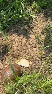 6.7K views · 386 reactions | Turtle Release  wildsoulsrescuerehab.org | Wild Souls Wildlife Rescue and Rehab | Facebook