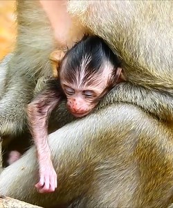 The sick baby monkey couldn't hold her mother tightly, the only food in her hand was taken away #Monkeyvideos | Monkey Smile