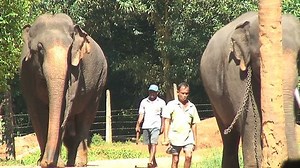 Pinnewala Sri Lanka November 26 2006: vídeo stock (100% livre de direitos) 1827839 | Shutterstock