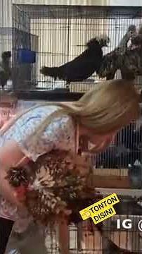 RATU AYAM HIAS INDONESIA #3