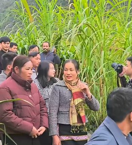 17K views · 240 reactions | Gathering Yacon Root A Delicious, Distinctive Yam with Incredible Health Benefits 001 | Life Naturals | Facebook