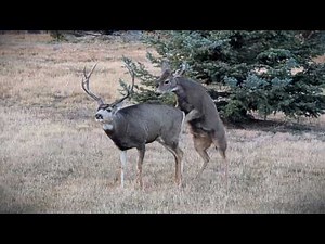 Mule Deer Courtship and Mating | A Rare Look Into the Rut | Colorado Wildlife