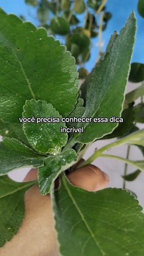 5.2K views · 219 reactions | Olha essa receita poderosa para dores nas articulações !! #Revitalife #doresnasarticulações #boldo | Revitalife | Facebook