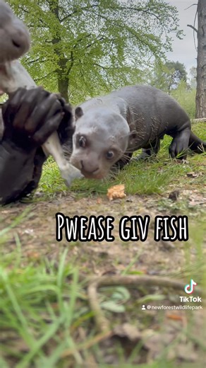 🦦 CUB-DATE - GUAPO EDITION! 🦦 Meet Guapo our male 4 month old giant otter cub! After counting all of your votes on our previous post, we were very pleased to find you had all chosen the name ‘Guapo’ for this cheeky little boy. Guapo is Spanish for handsome… which he certainly is! Guapo has become so brave, already giving the camera some close up boops 🥹 #nfwildlifepark #otter #ottercub #giantotter #babyanimals #boop | The New Forest Wildlife Park