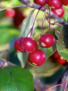Bag Worms On A Crabapple Tree - Garden Guides