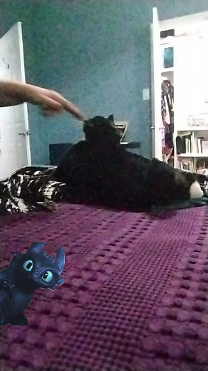 He Bite Me. @funkymeters #thedragon #hebiteme #bobtail | Jason Ricci