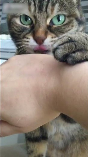 Cat Bites and Licks Owner's Hand When they Pet Her - 1192344