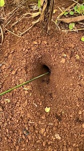 1.2K views | La forma más rápida de atrapar grillos gigantes en un agujero profundo utilizando hormigas venenosas | Chaco adentro | Facebook