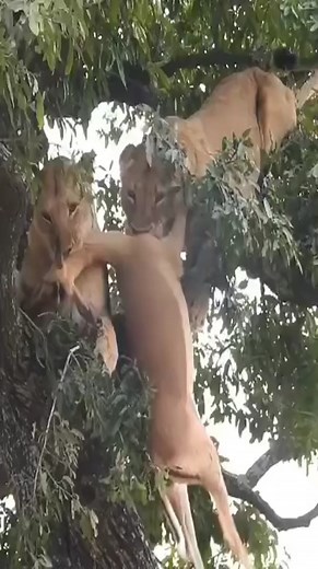 Lion climbs tree to steal prey from leopards 😱 | My L i f e