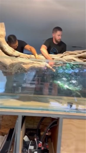 Got tree for ur hardscape? #aquarium #aquascape #fishtank