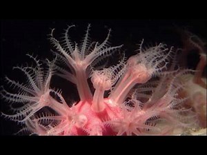 Smash TV - Mutant Planet