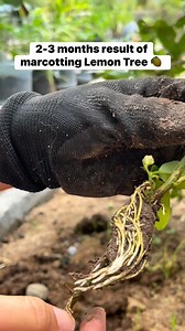 2.1K views · 48 reactions | Sprouting success with marcotting!  #MarcottedCalamansi #lemontree #lemon #engagementsupport #highlighteveryone | Pasquil Gina | Facebook
