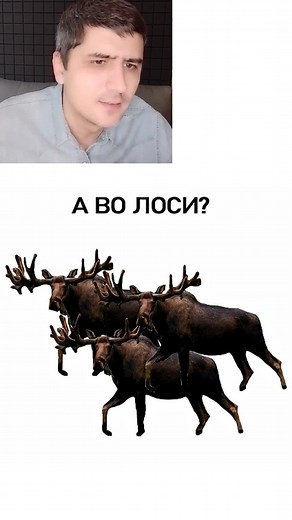 Мем про странных животных — подборка странных зверей